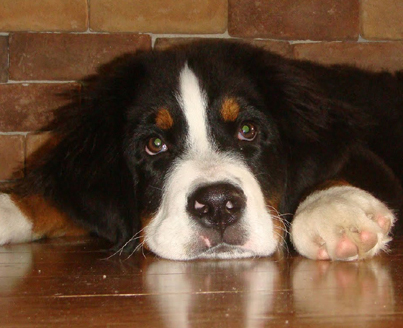 teddy bear love bernese mountain dogs